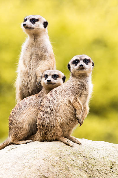 Meerkats on guard Three meerkats standing on rock protecting herd meerkat stock pictures, royalty-free photos & images