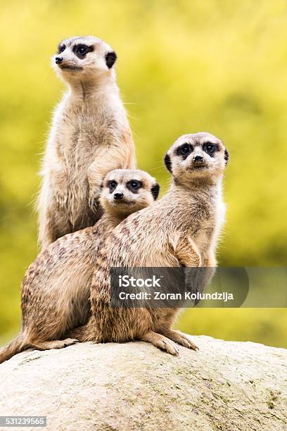 Meerkats On Guard Stock Photo - Download Image Now - Meerkat, Group Of Animals, Three Animals