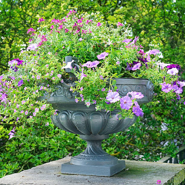 istock beautiful flower bed in vase 531239849