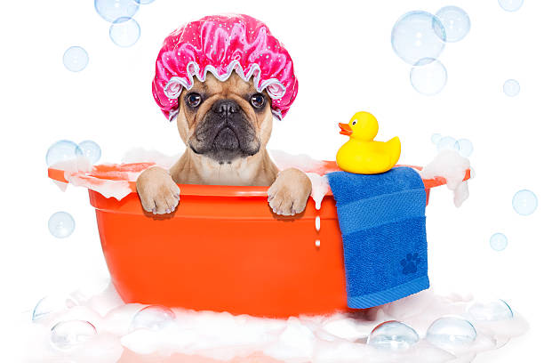 Dog taking a bath in bathtub french bulldog dog in a bathtub not so amused about that , with yellow plastic duck and towel, covered in foam , isolated on white background, wearing a bathing cap duck with hat stock pictures, royalty-free photos & images