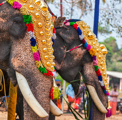 Decorated elephants in Hindu temple at temple festival, Kearla, India