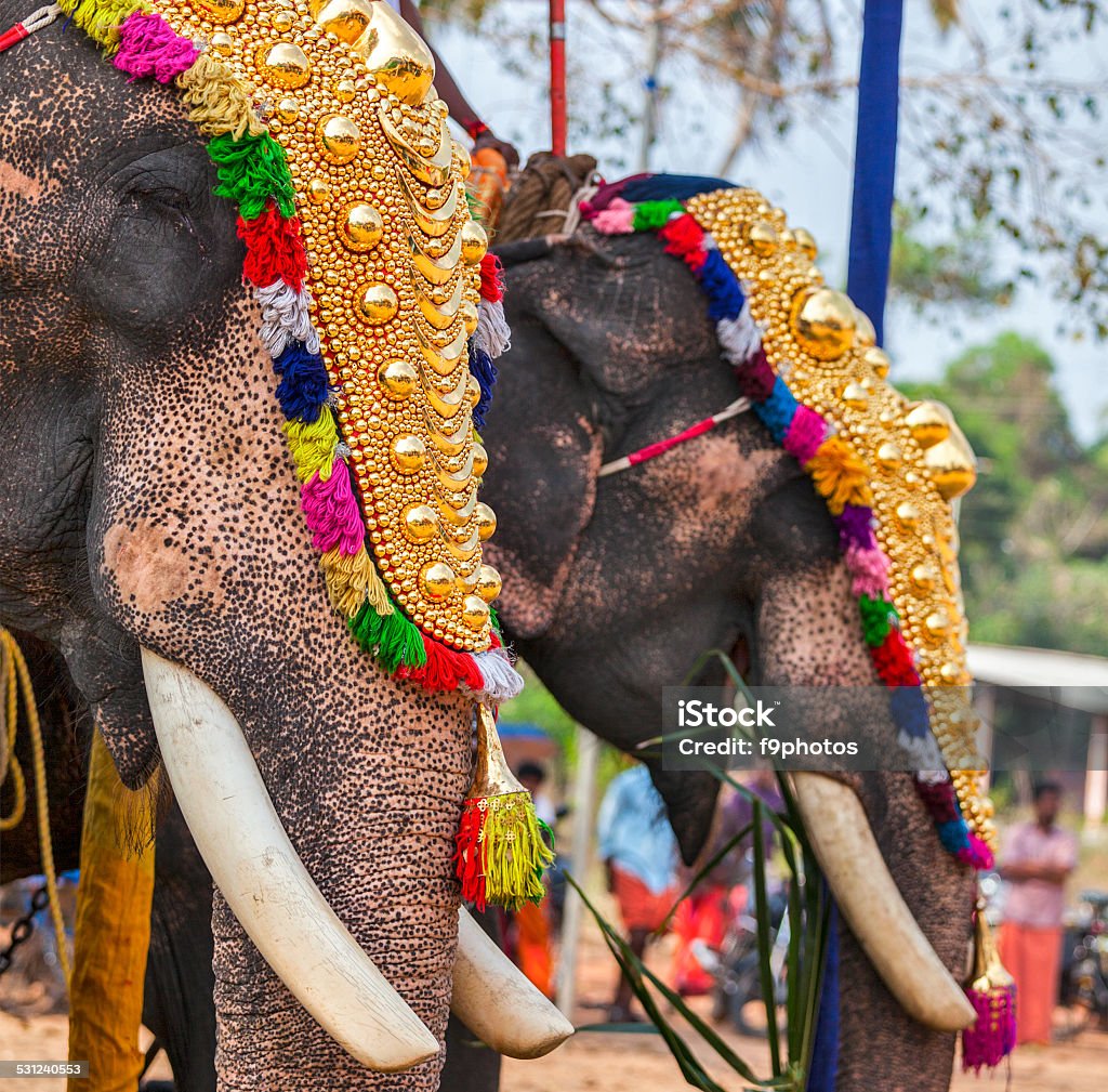 Decorated elephants in Hindu temple at festival Decorated elephants in Hindu temple at temple festival, Kearla, India Elephant Stock Photo