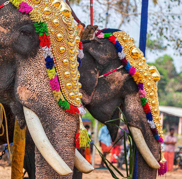 743 Kerala Elephant Stock Photos, Pictures & Royalty-Free Images - iStock |  Kerala elephant feeding