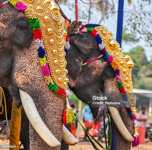 Decorated Elephants In Hindu Temple At Festival Stock Photo - Download  Image Now - Elephant, India, Kerala - iStock