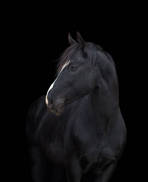 istock Black horse close up on black background, isolated. 531240565