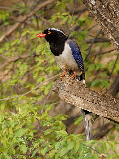 istock Taiwan blue magpie, Urocissa caerulea 531240832