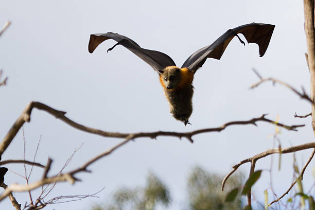A bat is approaching a branch. It is slowing down its flight, getting ready to land. Shot taken at Yarra Bend Park, Melbourne, Australia.
