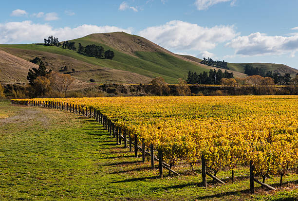 istock vineyard in autumn colors 531241782