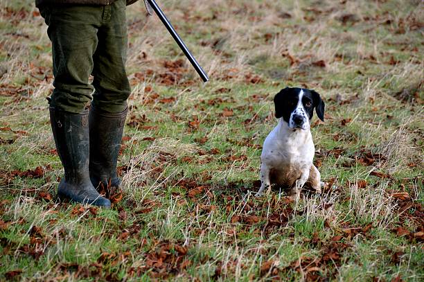istock Gun Dog by shooters feet 531242053