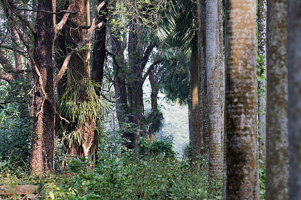 Dry leaves and trees, moody winter tree roots background with play of light and shadow on them, Kolkata, India