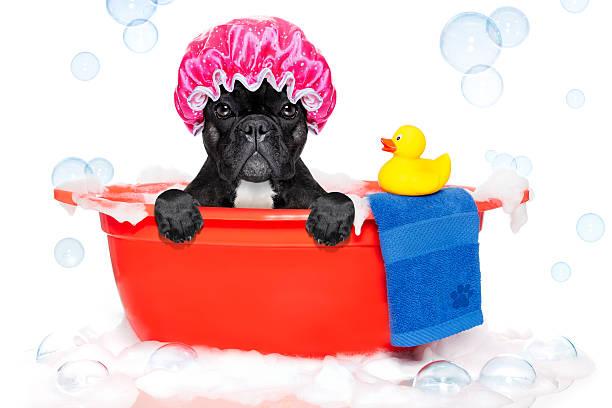 istock Dog taking a bath in a bathtub 531242559