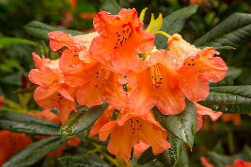 A close-up of an orange coloured rhododendron, photograhed while rain falling.