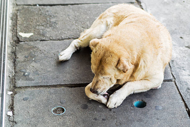 istock Old dog resting on the floor 531243881