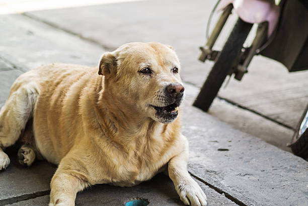 istock Old dog resting on the floor 531243883