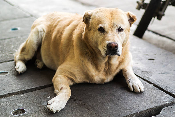 istock Old dog resting on the floor 531243885