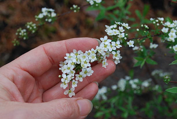 istock Hand holding bush branch with white flowers. 531244362