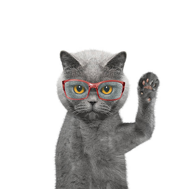 istock Cute cat in glasses is greeting you 531244940