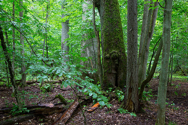 istock Primeval deciduous stand of natural stand in summertime 531246738