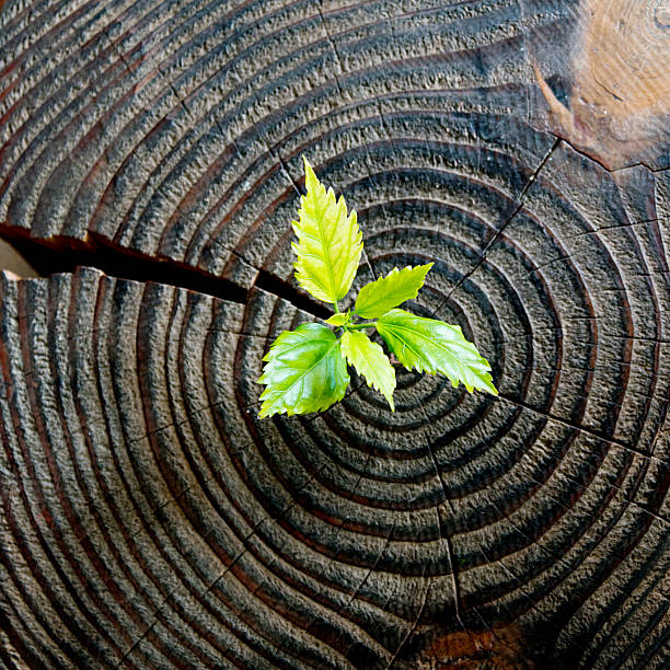 istock Young plant growing from old stump 531246952