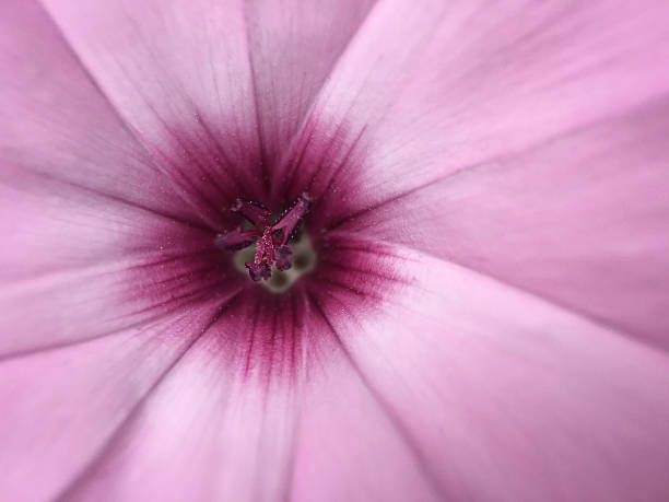 istock Pink and purple Morning-Glory 531247430