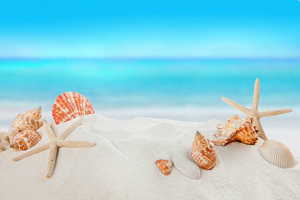 shells on sandy beach, Summer concept shells on sandy beach, Summer concept conch shell photos stock pictures, royalty-free photos & images