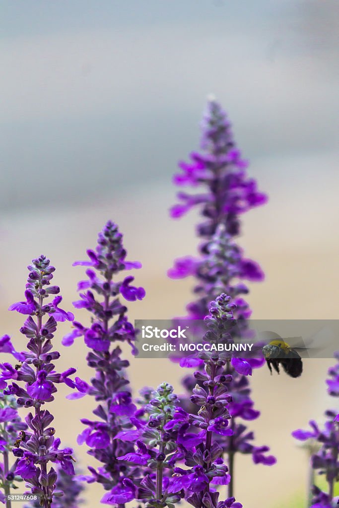 Menuisier Abeille volant dans le jardin. - Photo de Abeille libre de droits