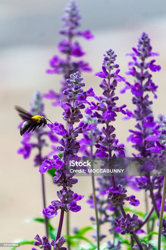 Menuisier Abeille volant dans le jardin. - Photo de Abeille libre de droits