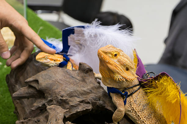 istock Bearded Dragon (Pogona vitticeps) dressed up in pet show 531247920