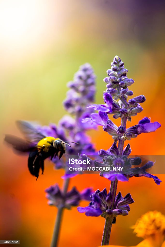 Menuisier Abeille volant dans le jardin. - Photo de Abeille libre de droits