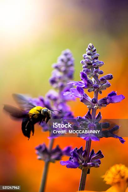 Photo libre de droit de Menuisier Abeille Volant Dans Le Jardin banque d'images et plus d'images libres de droit de Abeille - Abeille, Abeille domestique, Abeille menuisière