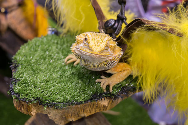 istock Bearded Dragon (Pogona vitticeps) dressed up in pet show 531247970