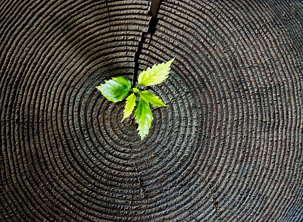 istock Young plant growing from old stump 531248224