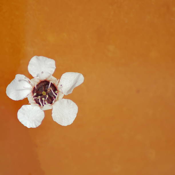 A background of Manuka Honey and Flower in Soft Focus. The focus is on the Manuka Flower.