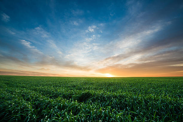 グリーンフィールドの小麦の日の出 - horizon over land rural scene horizon landscaped ストックフォトと画像