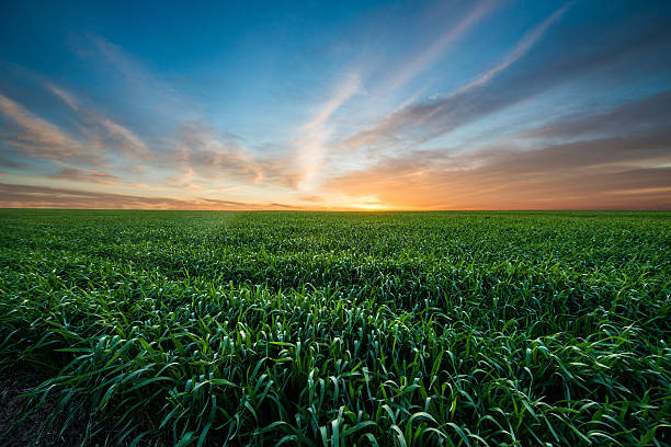 istock Green field of wheat at sunrise 531248658