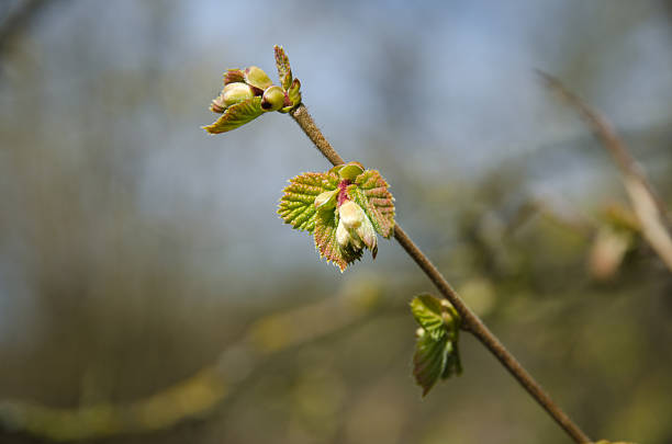 Twig with new hazel leaves stock photo