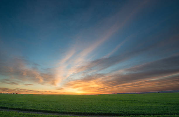 Green field of wheat at sunrise
