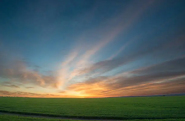 Photo of Green field of wheat at sunrise