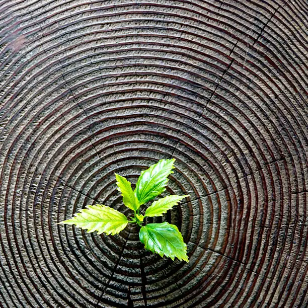 Photo of Young plant growing from old stump