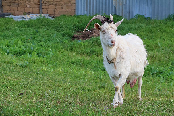 istock Goat on the green summer meadow 531249254