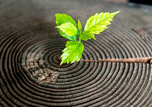 istock Young plant growing from old stump 531250076