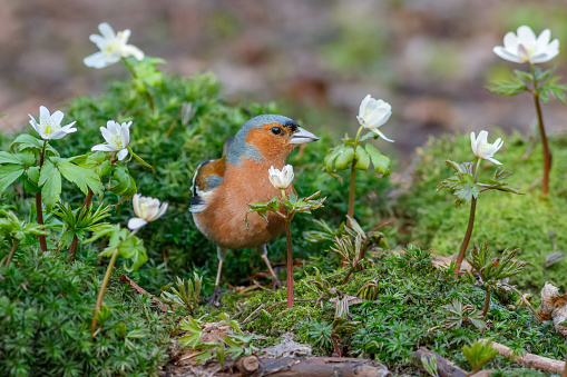 Spring songbird chaffinch sitting on the ground among the flowers primroses