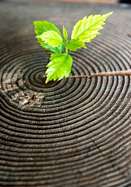 istock Young plant growing from old stump 531250466