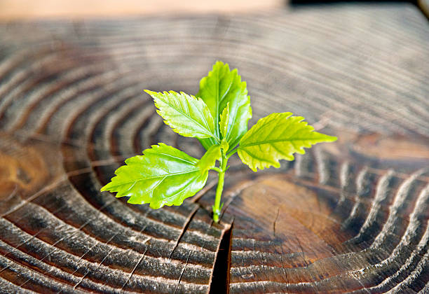 istock Young plant growing from old stump 531250702