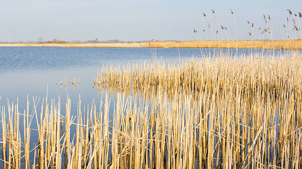 istock Typical Dutch  water landscape with reed 531250704