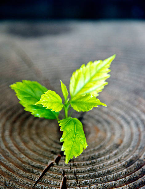 istock Young plant growing from old stump 531250888