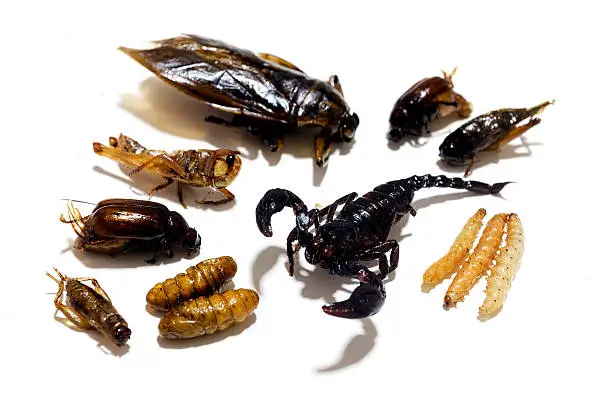 Photo of Insects