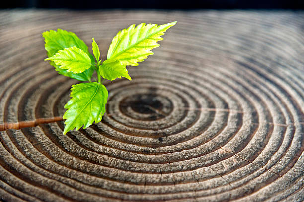 istock Young plant growing from old stump 531251026