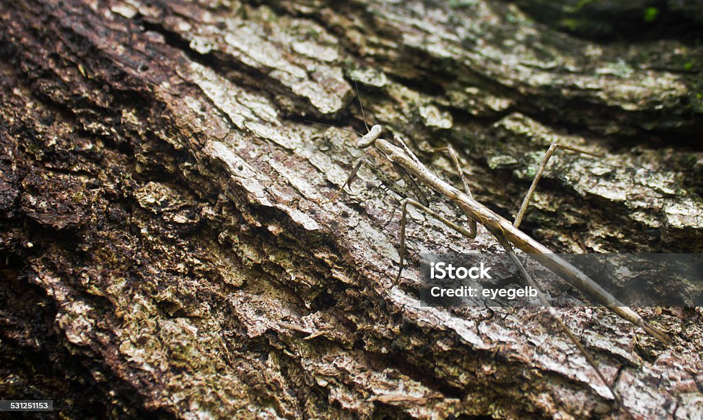 Australian fantasma insetos (phasmatodea) é natural environmen - Foto de stock de Bicho-Pau royalty-free