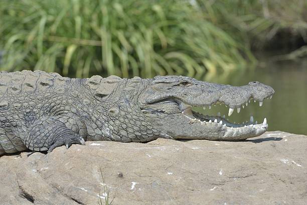 istock krokodil, Ranganthittu Bird Sanctuary 531251203